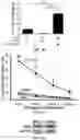 Fig. 04 - METHODS AND COMPOSITIONS FOR TREATING MULTIPLE MYELOMA AND INCREASING ANTIBODY DEPENDENT CELL CYTOTOXICITY BY TARGETING THE ARYL HYDROCARBON RECEPTOR