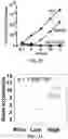 Fig. 06 - METHODS AND COMPOSITIONS FOR TREATING MULTIPLE MYELOMA AND INCREASING ANTIBODY DEPENDENT CELL CYTOTOXICITY BY TARGETING THE ARYL HYDROCARBON RECEPTOR