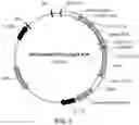 Fig. 03 - Multimeric IL-15 soluble fusion molecules and methods of making and using same