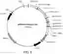 Fig. 19 - Multimeric IL-15 soluble fusion molecules and methods of making and using same