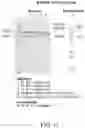 Fig. 25 - Multimeric IL-15 soluble fusion molecules and methods of making and using same