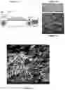 Fig. 02 - Nanowire-based hydrodesulfurization catalysts for hydrocarbon fuels