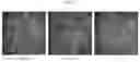 Fig. 41 - Effects of space travel on human brain cells