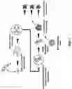 Fig. 02 - METHODS OF REPROGRAMMING ANIMAL SOMATIC CELLS