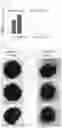 Fig. 06 - Production method for kidney-like tissue