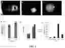 Fig. 03 - Engineered liver tissues, arrays thereof, and methods of making the same