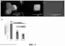 Fig. 04 - Engineered liver tissues, arrays thereof, and methods of making the same