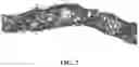 Fig. 08 - Engineered liver tissues, arrays thereof, and methods of making the same