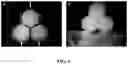 Fig. 09 - Engineered liver tissues, arrays thereof, and methods of making the same