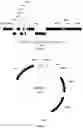 Fig. 02 - Bacillus Licheniformis Host Cell