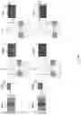 Fig. 06 - Filtering data in orthogonal directions through a convolutional neural network