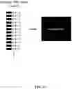 Fig. 49 - COMPOSITIONS AND METHODS FOR NUCLEIC ACID-BASED DATA STORAGE