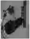 Fig. 02 - Grapevine named 'SV28-100-202'