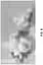 Fig. 07 - Sprouted popcorn and method for making sprouted popcorn