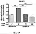 Fig. 18 - Nanoparticle, preparation process and uses thereof