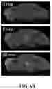 Fig. 27 - Nanoparticle, preparation process and uses thereof