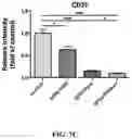Fig. 31 - Nanoparticle, preparation process and uses thereof