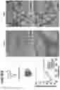 Fig. 03 - Supramolecular filamentous assemblies for protein purification
