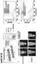 Fig. 06 - Supramolecular filamentous assemblies for protein purification