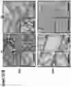 Fig. 08 - Supramolecular filamentous assemblies for protein purification