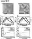 Fig. 11 - Supramolecular filamentous assemblies for protein purification