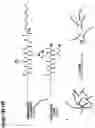 Fig. 19 - Supramolecular filamentous assemblies for protein purification