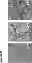 Fig. 20 - Supramolecular filamentous assemblies for protein purification