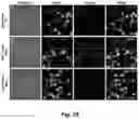 Fig. 28 - Selective fluorescent probe for aldehyde dehydrogenase