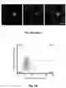 Fig. 34 - Selective fluorescent probe for aldehyde dehydrogenase