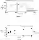 Fig. 02 - Enzyme-directed immunostimulant and uses thereof