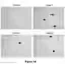 Fig. 02 - Compositions and methods for treating alzheimer's disease