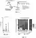 Fig. 02 - Hematopoietic stem and progenitor cells derived from hemogenic endothelial cells by episomal plasmid gene transfer