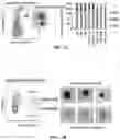Fig. 06 - Hematopoietic stem and progenitor cells derived from hemogenic endothelial cells by episomal plasmid gene transfer