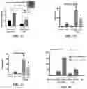 Fig. 07 - Hematopoietic stem and progenitor cells derived from hemogenic endothelial cells by episomal plasmid gene transfer