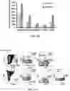 Fig. 22 - Hematopoietic stem and progenitor cells derived from hemogenic endothelial cells by episomal plasmid gene transfer