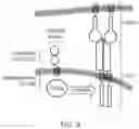 Fig. 04 - CELL COMPRISING A CHIMERIC ANTIGEN RECEPTOR (CAR)