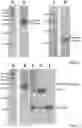 Fig. 02 - NOVEL DNASE