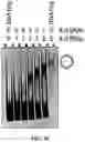 Fig. 46 - Functionally-interdependent shape switching nucleic acid nanoparticles