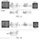 Fig. 02 - COMPOSITIONS AND METHODS FOR GENERATING WEAK ALLELES IN PLANTS