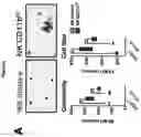Fig. 06 - A METHOD FOR DETERMINING MYELOID NATURAL KILLER (NK)-CELLS AND USE THEREOF