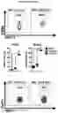 Fig. 07 - A METHOD FOR DETERMINING MYELOID NATURAL KILLER (NK)-CELLS AND USE THEREOF