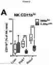 Fig. 22 - A METHOD FOR DETERMINING MYELOID NATURAL KILLER (NK)-CELLS AND USE THEREOF