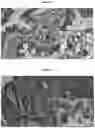 Fig. 41 - A METHOD FOR DETERMINING MYELOID NATURAL KILLER (NK)-CELLS AND USE THEREOF