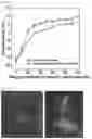 Fig. 08 - Macromolecular structures and uses thereof