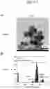 Fig. 08 - METHOD OF DETECTING SPECIMEN SUBSTANCE USING MULTIPHASE POLYMER FINE PARTICLES