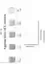 Fig. 05 - Assays for detecting analytes in samples and kits and compositions related thereto
