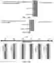 Fig. 16 - Automatic defect analyzer for nanoimprint lithography using image analysis