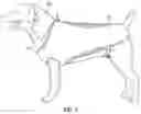 Fig. 08 - Pet harness and/or collar with deployable cape