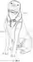 Fig. 10 - Pet harness and/or collar with deployable cape