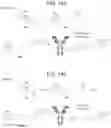 Fig. 586 - Antibody adjuvant conjugates